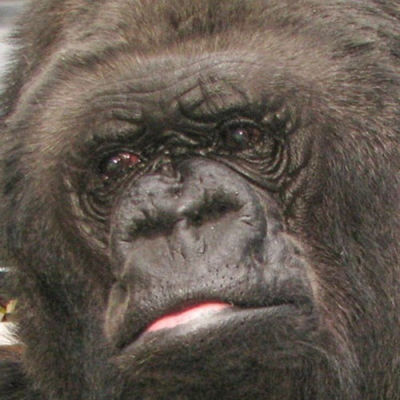 koko